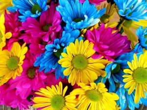 daisies