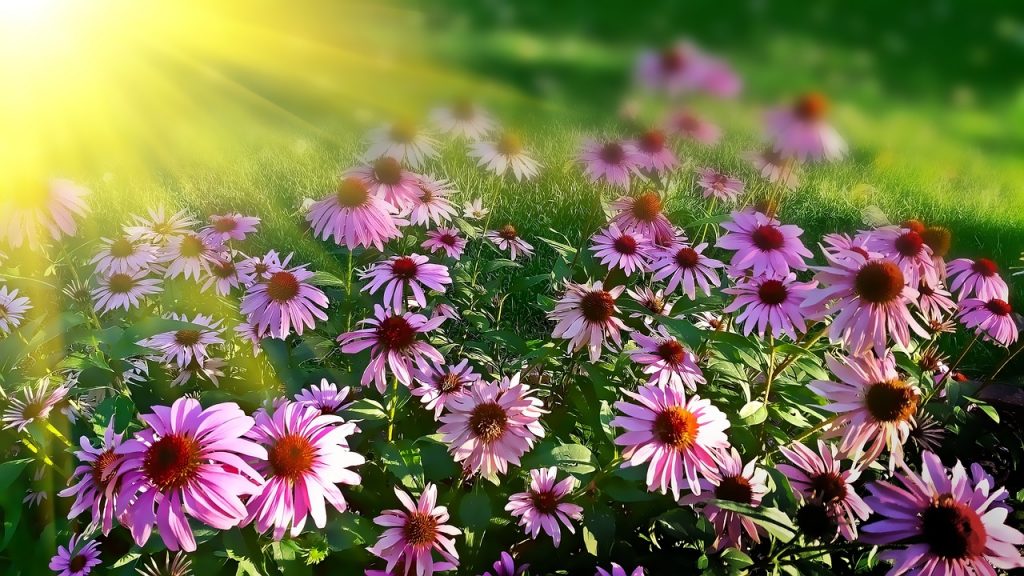 daisies