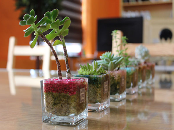 potted-plant-kitchen