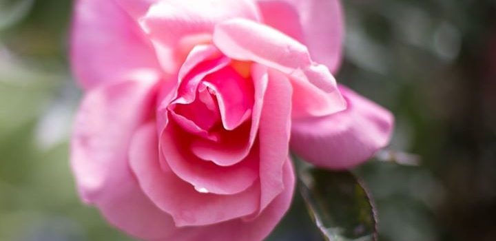 Beautiful soft fragrant rose – the heart of our products