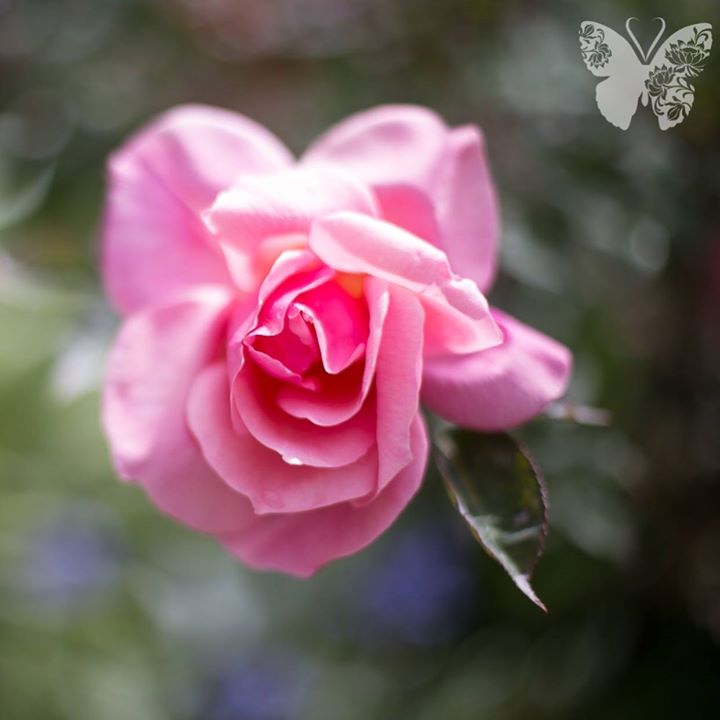 Beautiful soft fragrant rose – the heart of our products