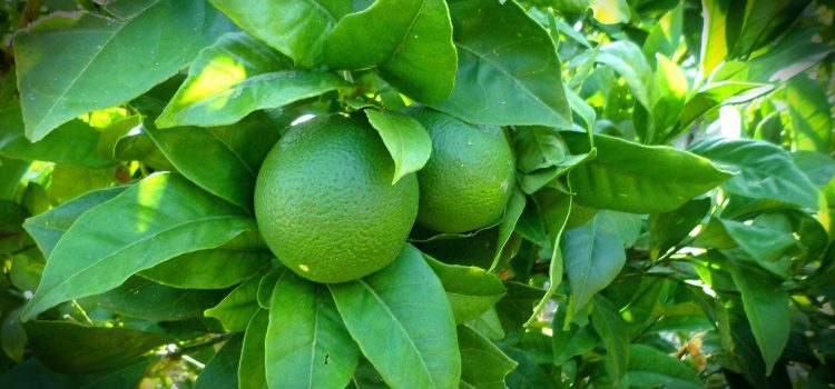 Uplifting and energising lime essential oil
